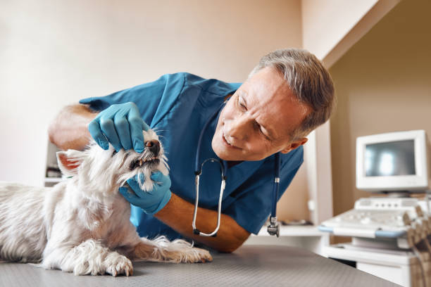 Best Emergency Tooth Extraction in Indian Shores, FL